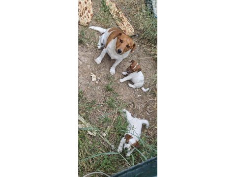 Fırlama jack russell show kalite