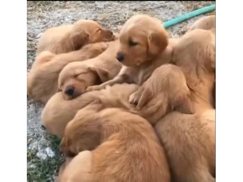 Çocuk dostu golden retriever yavrular