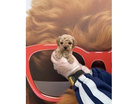 Irk garantili maltipoo yavrularımız