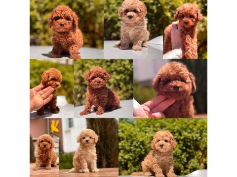 Red toy poodle yavrular