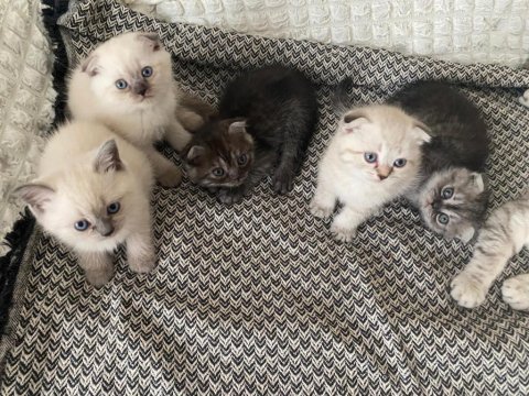 Şecereli orjinal mercan göz bebek kediler