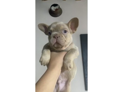 French bulldog yavrumuz