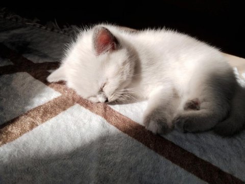 Minik kediler