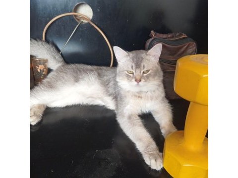 5 buçuk aylık erkek british shorthair silver safkan