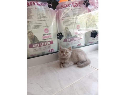 Saf kan british shorthair yavrularımız