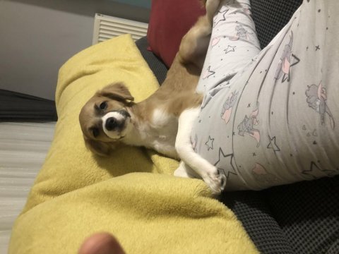 8 aylık köpeğimiz acil sahiplenme