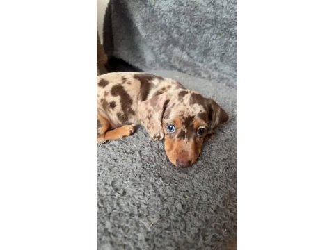Egzotik nadir dachshund bebeklerimiz aşılı
