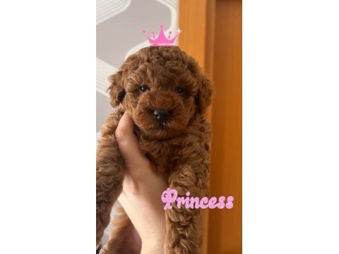 Tarçın ve lindanın poodle kızı