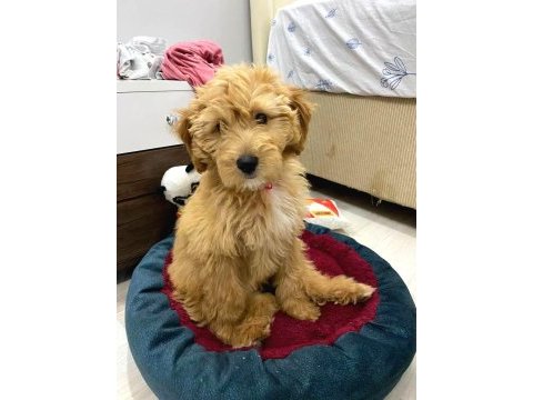 Dişi maltipoo eğitimli