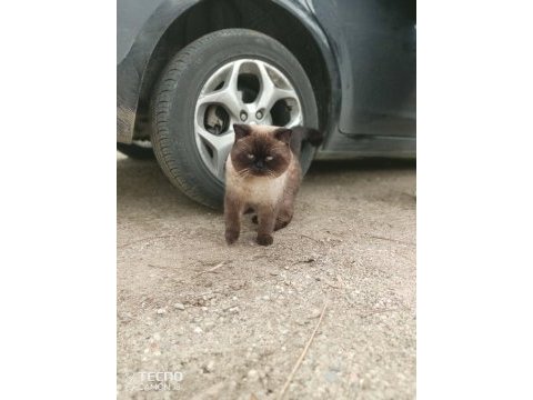 Bir çift kedimiz aşık kumrular