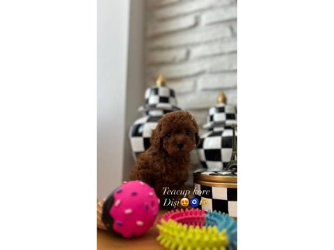 Ev doğumu kore poodle bebekler