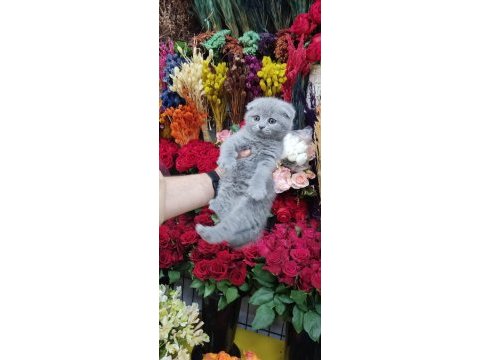 Sağlık ırk garantili scottish fold bebekler