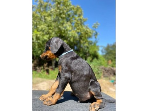 Doberman yavru son 2 adet