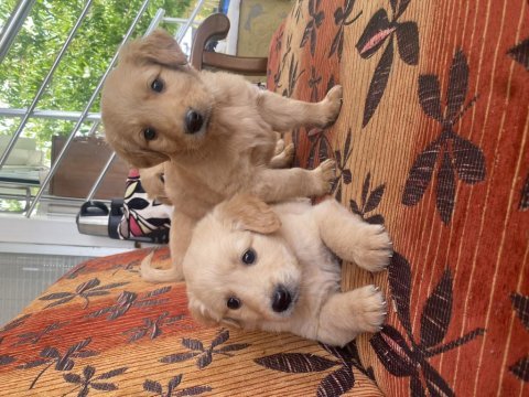 Son 3 erkek golden retriever bebekler