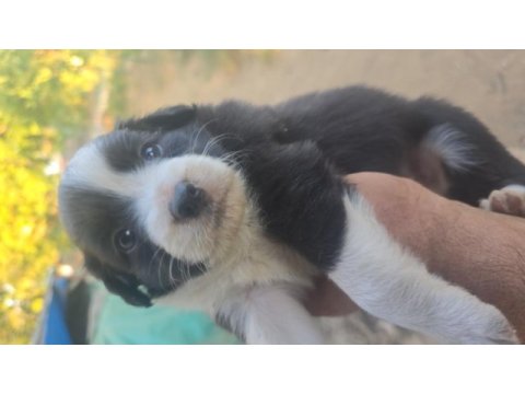 Safkan saĝlıklı border collie bebekler