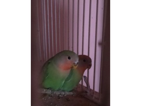 Çift sevda papağanları