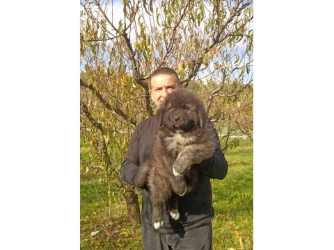 Kafkas çoban köpeği yavrumuz