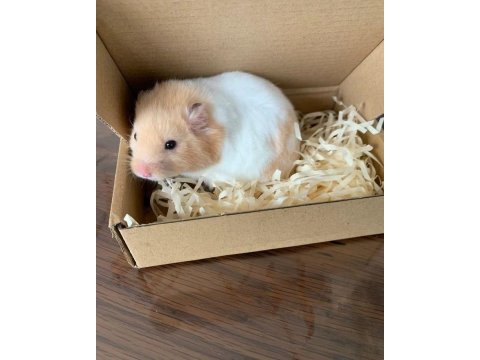 Hamster gonzales yavrularımız heryere gönderim var