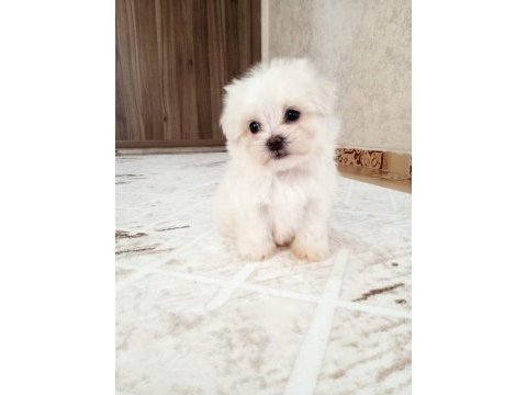 0 numara maltese terier bebekler