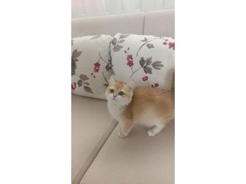 Çok güzel golden dişi british shorthair