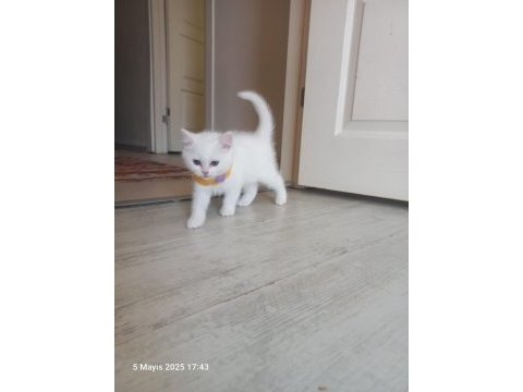 2 aylık british longhair