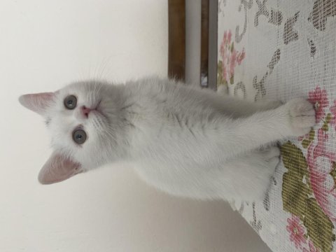 Son yavrum eğitimli british shorthair