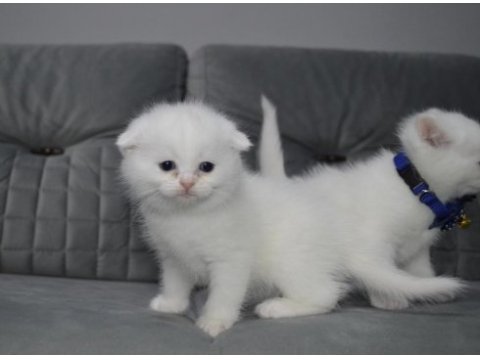Show class ayı surat scottish fold yavru