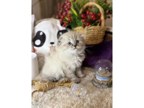 Safkan scottish fold