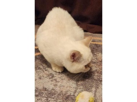 Minik british shorthair kızımı sahiplendiriyorum