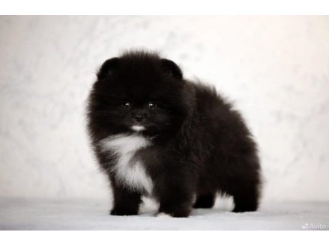 Üst kaliteli wcf pomeranian tea cup