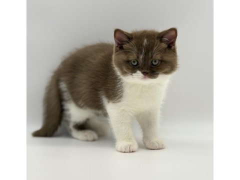 Eşsiz british shorthair yavrular