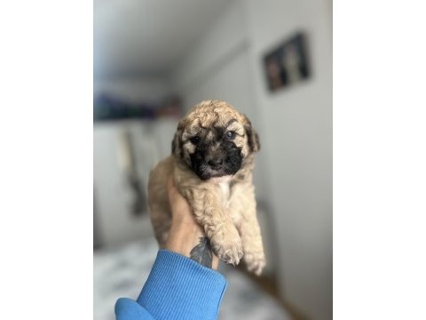 Sable ve phantom renk maltipoo f2 bebeklerim
