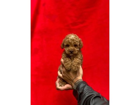Pomeranian boo yavrularımız