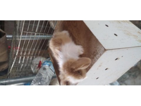 Cüce ve lop tavşanı