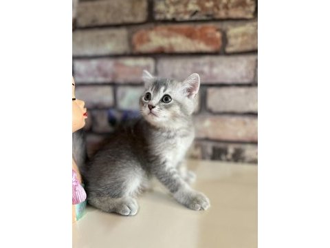 Acil sahiplendirme british longhair kedisi
