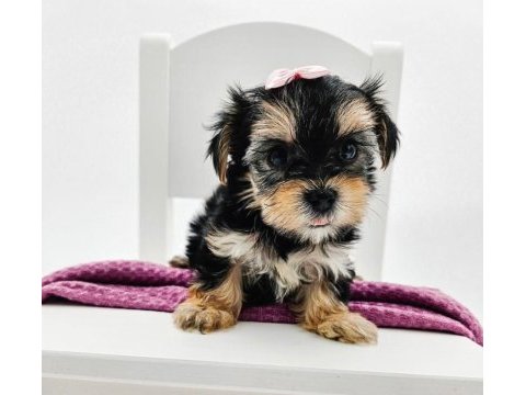 Aile ortamında bakılan yavru köpekler