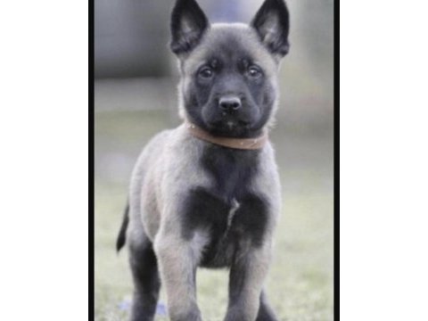 Belçika kurdu köpeği