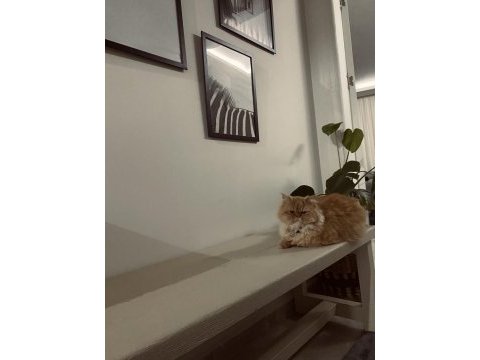 İki yaşında dişi chinchilla kedisi ücretsiz