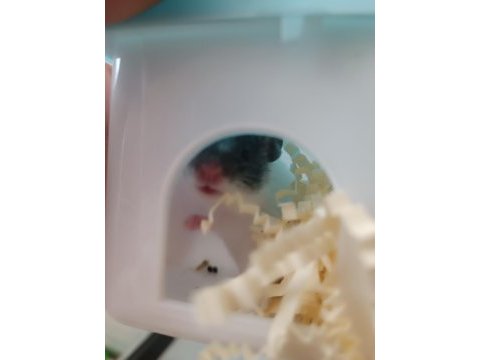 Üreticiden sağlıklı hamsterlar 2 farklı ırk var