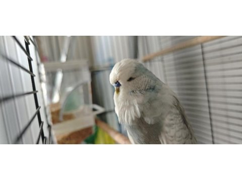 Show jumbo muhabbet kuşu takım