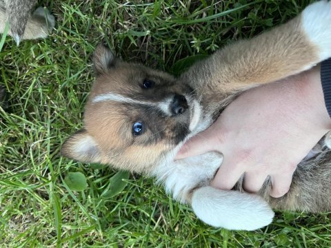 Akita inu yavruları