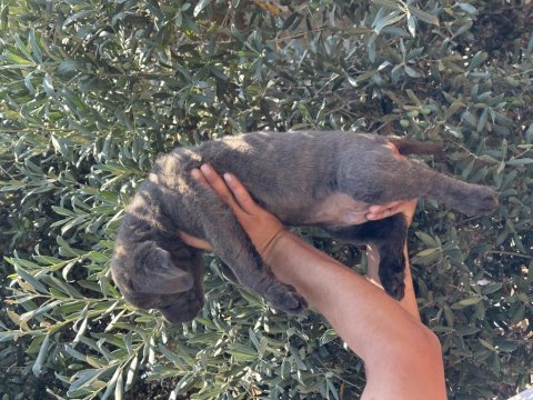 Dev a kalite blue cane corso yavru