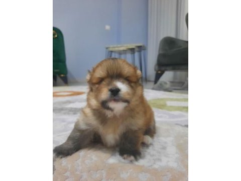 Tatlı ve minik pomeranian yavru