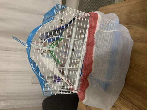Çift olarak verilecek muhabbet kuşu