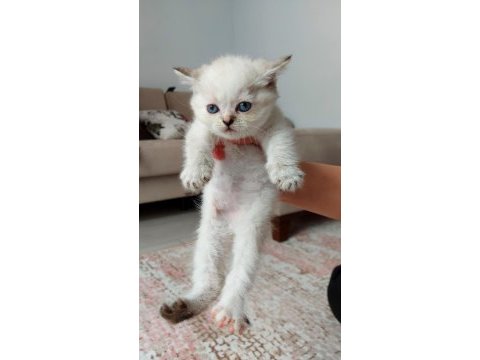 Minik kızım yeni yuvasını arıyor