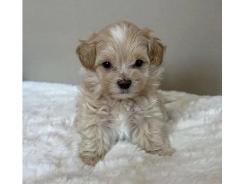 Çift renk özel kore maltipoo yavrular