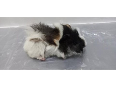 Guinea pig yavrular aynı gün set halinde teslim edilir