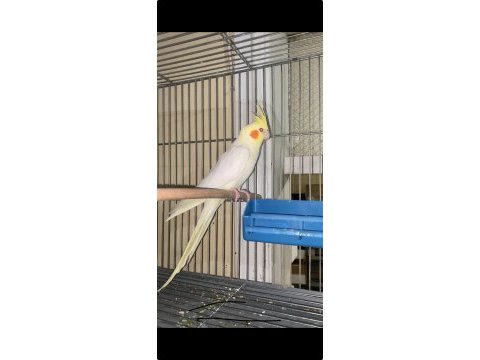 Evcil sultan papağanı