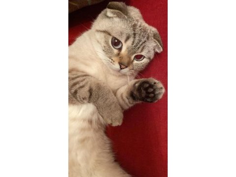 Sevimli ve uysal scottish fold pamuk kızımız