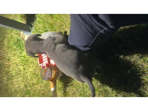 Blue cane corso 2.5 aylık özenle bakılmış